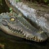 Simulated Crocodile Pool Pond Floating Resin Ornament - Image 4