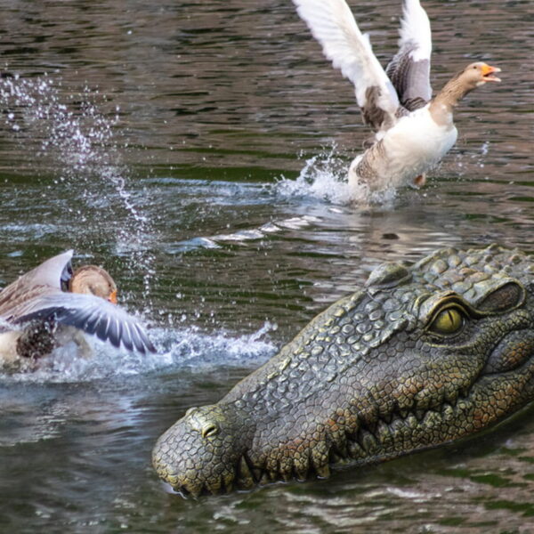 O1CN01cZOEgf2EukG21R6Nv_!!2745408805-0-cib Simulated Crocodile Pool Pond Floating Resin Ornament
