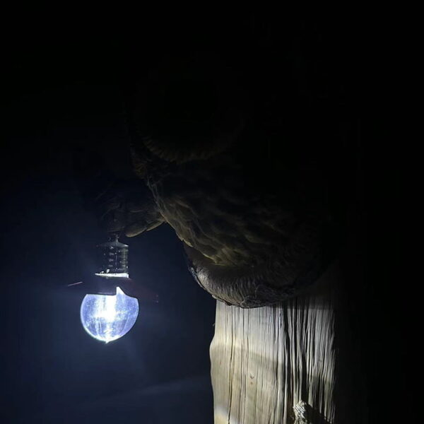Simulation Owl Resin Statue Garden Tree LED Light Pendant