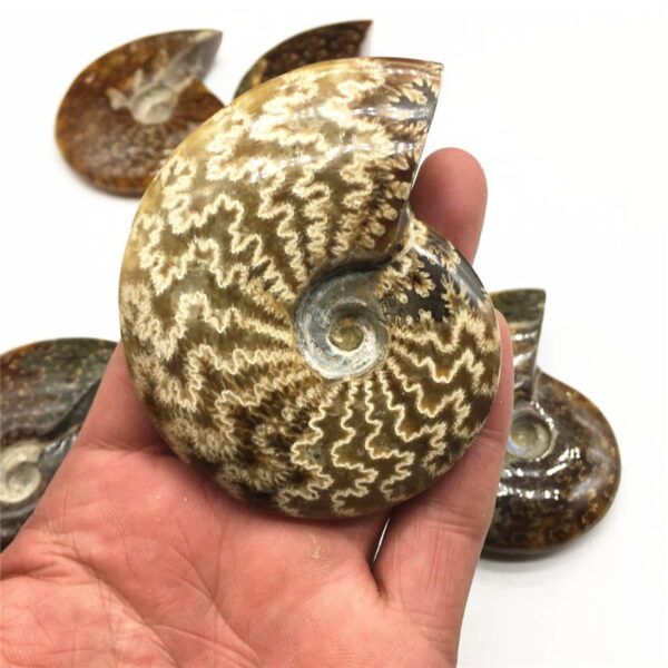 Natural Ammonite Fossil Ammonite Conch Fossil Specimen Rough Stone