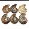 Natural Ammonite Fossil Ammonite Conch Fossil Specimen Rough Stone