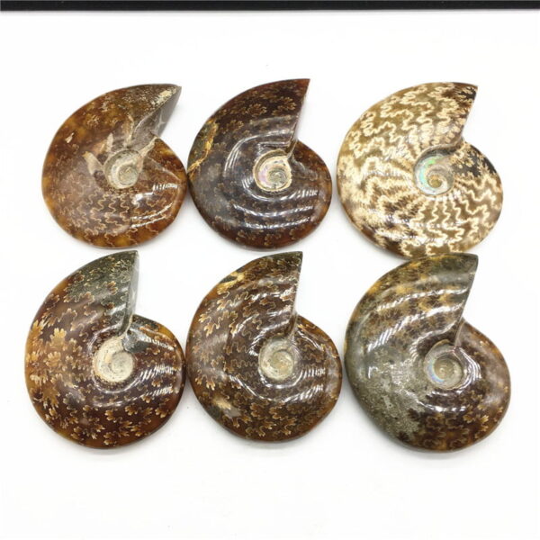 Natural Ammonite Fossil Ammonite Conch Fossil Specimen Rough Stone
