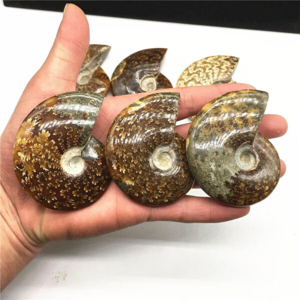 Natural Ammonite Fossil Ammonite Conch Fossil Specimen Rough Stone