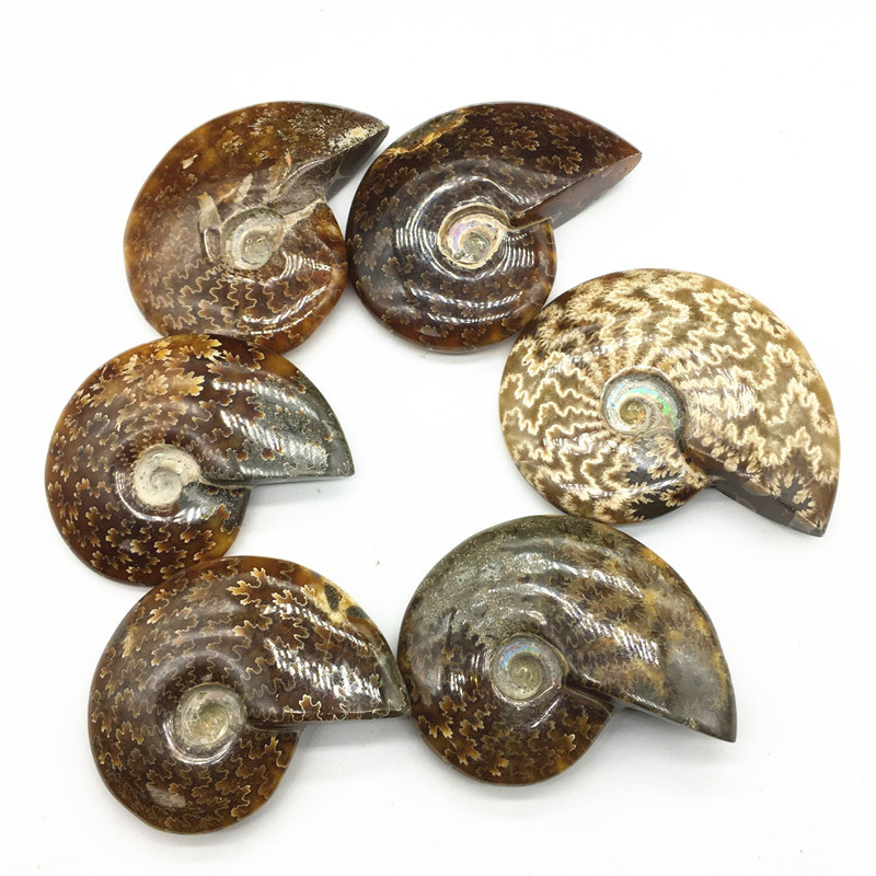 Natural Ammonite Fossil Ammonite Conch Fossil Specimen Rough Stone