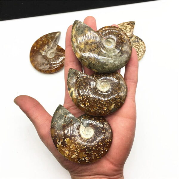 Natural Ammonite Fossil Ammonite Conch Fossil Specimen Rough Stone